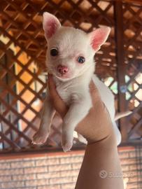 Chihuahua