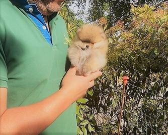 Superbo Pomerania taglia extrasmall con PEDIGREE