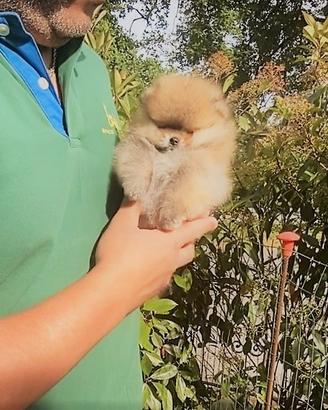 Superbo Pomerania taglia extrasmall con PEDIGREE