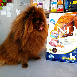 Volpino di Pomerania