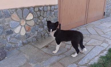 Border collie