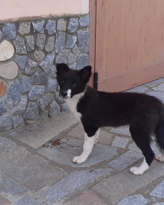Border collie