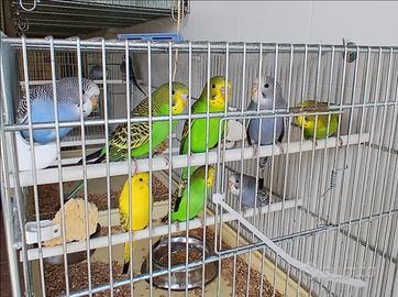 Cocorite parrocchetto ondulato