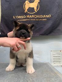 Cuccioli Akita americano