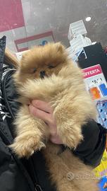 Si offre spitz di Pomerania per monta