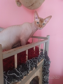 Sphynx maschio x accoppiamento