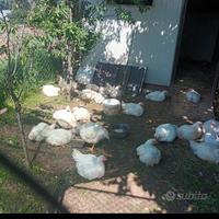 Polli da carne broiler