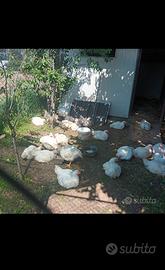 Polli da carne broiler