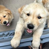 Cuccioli golden retriver con pedigree