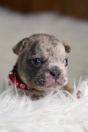 Cuccioli di bulldog francese