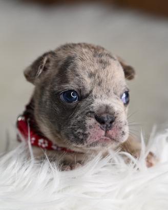 Cuccioli di bulldog francese