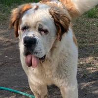 San bernardo per monta