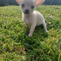 Chihuahua Toy femmina