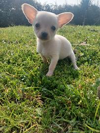 Chihuahua Toy femmina