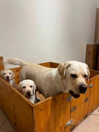 Meravigliosi cuccioli di Labrador