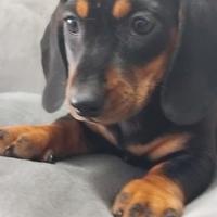 Bassotto