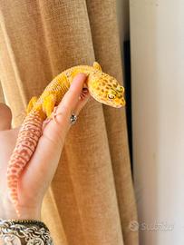 Coppia di gechi leopardino