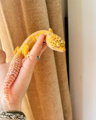Coppia di gechi leopardino