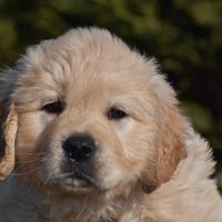 Cucciola golden retriever