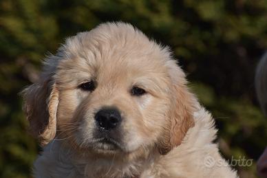 Cucciola golden retriever