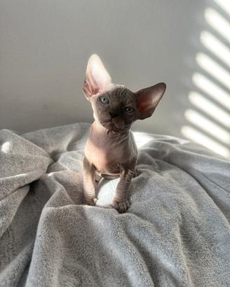Cuccioli Sphynx