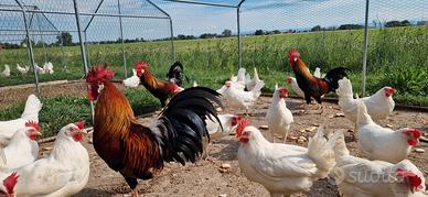 Pulcini pulcinotti galli galline LIVORNO BIANCHE