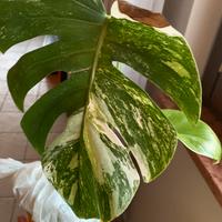 Talea Monstera Albo