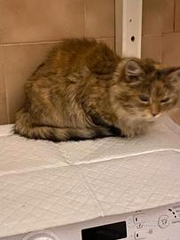 SOLE MICIONA Tricolore SANA di 3 anni - Biella