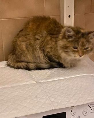 SOLE MICIONA Tricolore SANA di 3 anni - Biella