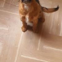 Cucciola taglia piccola, 6kg da adulta