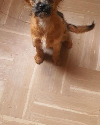 Cucciola taglia piccola, 6kg da adulta