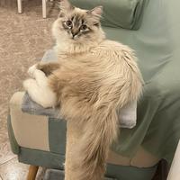 Ragdoll Lilac Point Mitted da monta