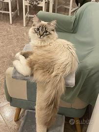 Ragdoll Lilac Point Mitted da monta