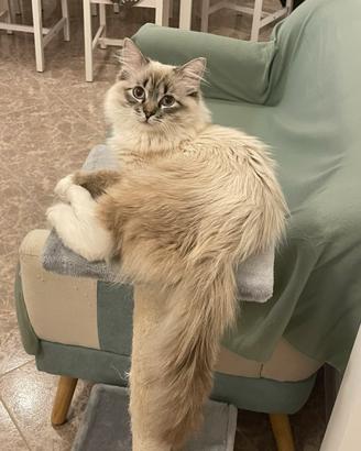 Ragdoll Lilac Point Mitted da monta