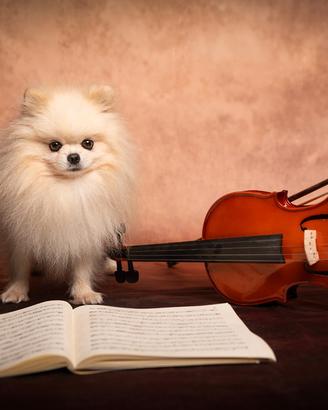 Pomerania maschio testato per accoppiamento
