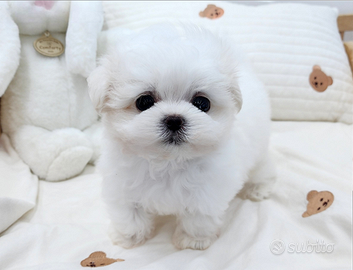 Cucciolo di maltese