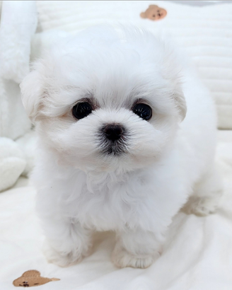 Cucciolo di maltese