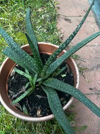 Pianta di Gasteria carinata ( verrucosa )
