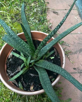 Pianta di Gasteria carinata ( verrucosa )
