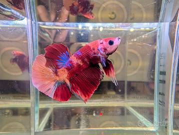 VENDUTO Betta Multicolor