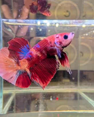 VENDUTO Betta Multicolor