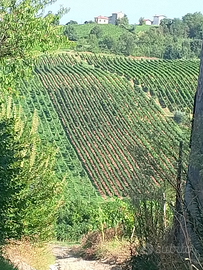 Terreno agricolo