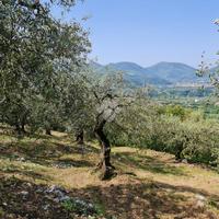 TER. AGRICOLO A SANT'AGATA DE' GOTI