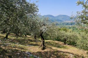 TER. AGRICOLO A SANT'AGATA DE' GOTI