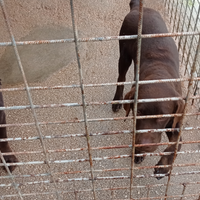 Cucciolone labrador cioccolato