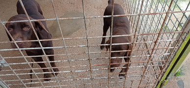 Cucciolone labrador cioccolato