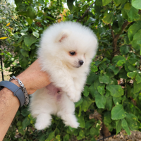 Cuccioli Spitz di pomerania con pedigree