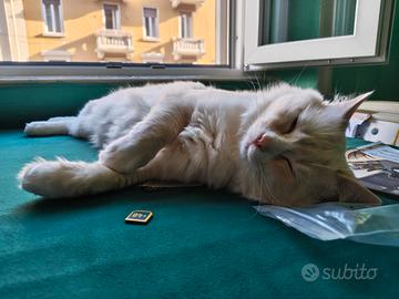 Ragdoll maschio con pedigree per monta