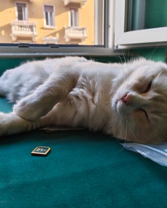 Ragdoll maschio con pedigree per monta