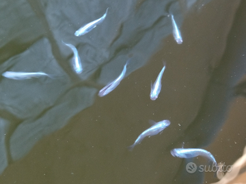 Medaka e piante per laghetti